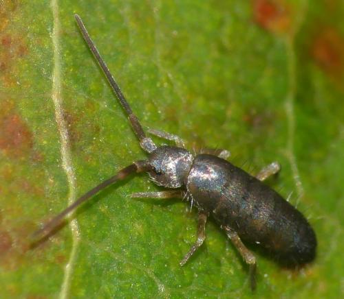 Tomocerus minor